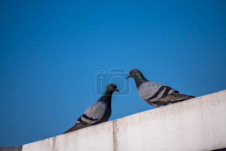 Pigeons rupestres perchés sur les toits à Dehradun City, Uttarakhand, Inde.