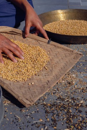 Post Harvest Proceso manual de limpieza de granos de pulso o mareas de soja en Uttarakhand, India, utilizando un tinte o un channi. Prácticas agrícolas orgánicas tradicionales.