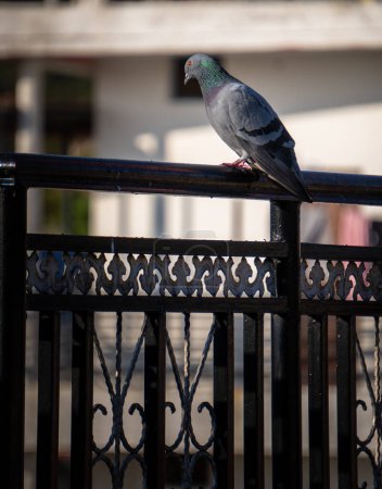 Indian Rock Pigeon on urban rooftops. Surge in Dehradun's population. Stock media image. India