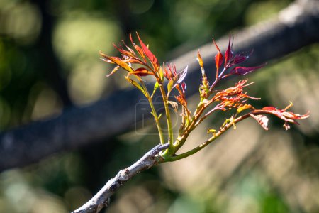 New leaves and buds emerging on a Neem tree in Uttarakhand, India.