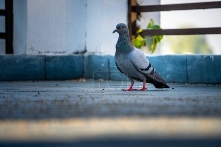 A solo Indian Rock Pigeon on urban rooftops. Surge in Dehradun's population. Stock media image. India