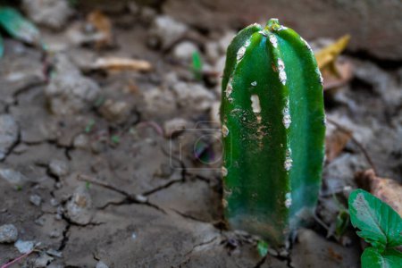 Pachycereus marginatus, un cactus cylindrique dressé, touffu et imposant dans un jardin indien au sol fissuré