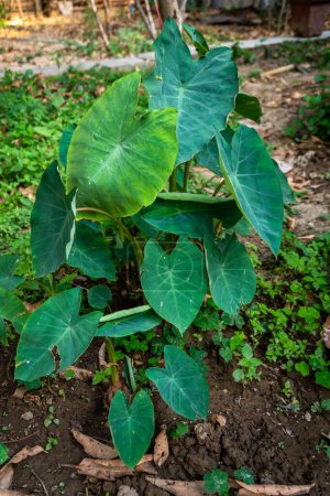 Taro, or elephant ear, Colocasia esculenta. Edible plant and root in an Indian organic garden.