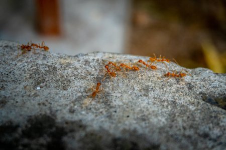 Close up Group of Fire Ants Crawling in an Organic Indian Garden, Uttarakhand, India.