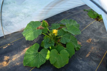 Photo for Ground cover and hoop floating row cover with white garden fabric over a row of squash plants with green leaves and yellow blossoms in an organic farm garden. No people, with copy space. - Royalty Free Image