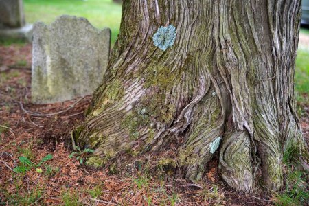 Téléchargez les photos : Ancien arbre avec tronc tourbillonnant gnarled et écorce devant un marqueur de pierre tombale grise victorienne à l'extérieur en lumière naturelle avec espace de copie. - en image libre de droit
