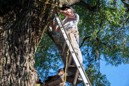 Kaukasischer Mann an der Spitze einer Leiter, die an einen großen Baum gelehnt ist, mit einem kranken Ast, der ein Seil bindet, um die Leiter zu sichern. Blauer Himmel und hohe grüne Zweige im Hintergrund und Baumrinde Textur.