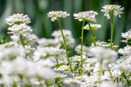 Hermoso fondo de naturaleza floral con tallos verdes altos y delicadas flores de flóx blanco. Enfoque selectivo con espacio de copia y sin personas. Emoción positiva feliz día soleado.