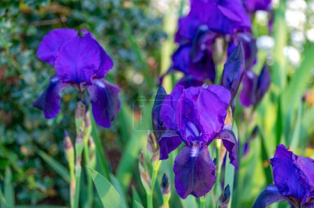 Beautiful purple iris flower heads closeup with large drooping open petals and green stems and leaves defocused background with copy space
