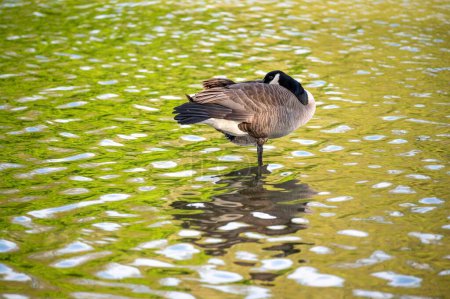 Beautiful Canada Goose and rippling colors and patterns in the water create a beautiful image nature background with goose and green woodland surroundings reflectied