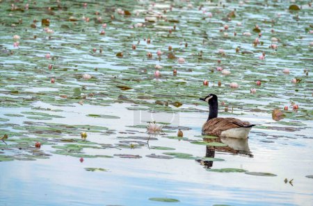 Wunderschönes Bild einer einsamen erwachsenen Kanadagans mit Markierungen und detaillierten Federn auf einem See in Pennsylvania, der mit grünen Lilienkissen und rosa und weißen Seerosenblüten Lotusblumen bedeckt ist. Kein Volk