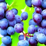 Background photo of blue grapes in leaves
