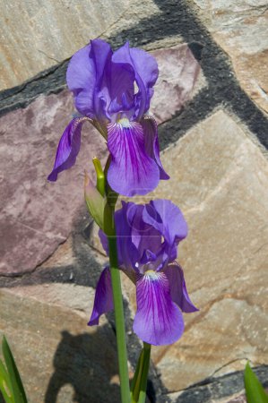 Téléchargez les photos : Iris bleu fleur dans le jardin au printemps - en image libre de droit