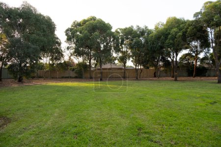 Photo for Background texture of a vacant grass lawn lot with some Australian gum trees Eucalyptus and wooden fences of suburban homes at the back. Public ground in a local park of a residential neighourhood. - Royalty Free Image