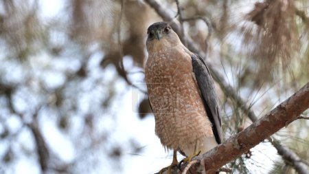 Cooper's Hawk (Accipiter cooperii) resting on a branch in Southern California