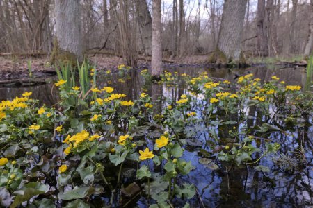 In spring,  Caltha blooms in European swamps.