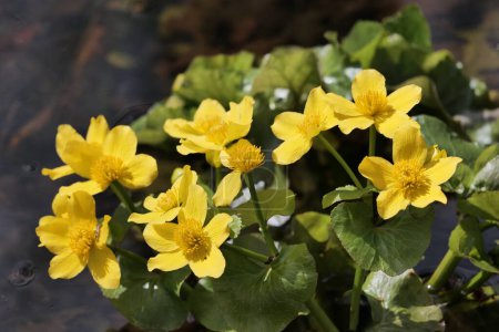 In spring,  Caltha blooms in European swamps.