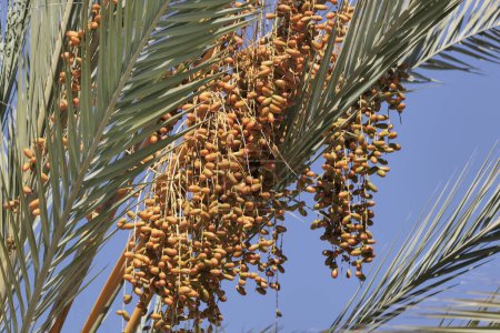 Phoenix  (date) palm with fruits in Southern California