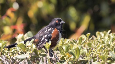 Foto de Spotted Towhee (Pipilo maculatus) cantando en un parque de primavera en el sur de California. - Imagen libre de derechos