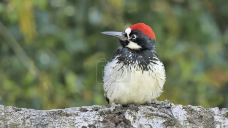 Acorn Woodpecker (Melanerpes formicivorus) on a tree. It is a medium-sized woodpecker that lives in North, Central and partly South America.