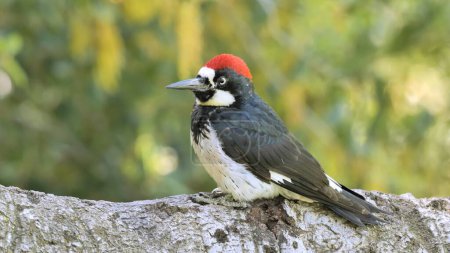 Acorn Woodpecker (Melanerpes formicivorus) on a tree. It is a medium-sized woodpecker that lives in North, Central and partly South America.