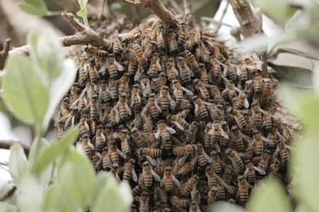 Colony of bees on a shrub in Southern California