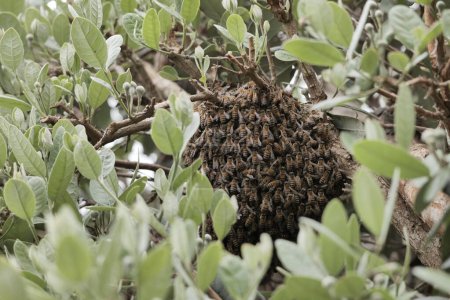 Colony of bees on a shrub in Southern California