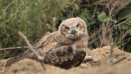 Young Great horned owl (Bubo virginianus) in a nest on a hillside.