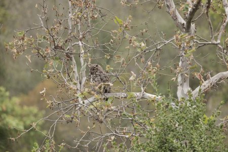 Uhu (Bubo virginianus) oder Tigereule versteckt sich in einem Baum im Wald zwischen den kalifornischen Hügeln.