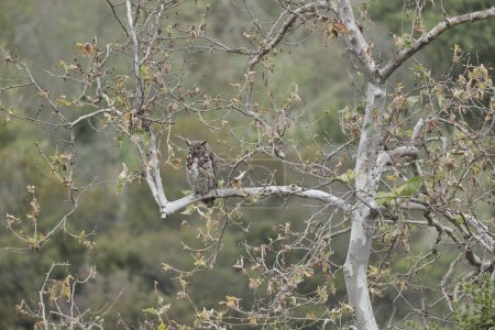 Great horned owl (Bubo virginianus) or tiger owl hiding in a tree in the forest among the Californian hills.