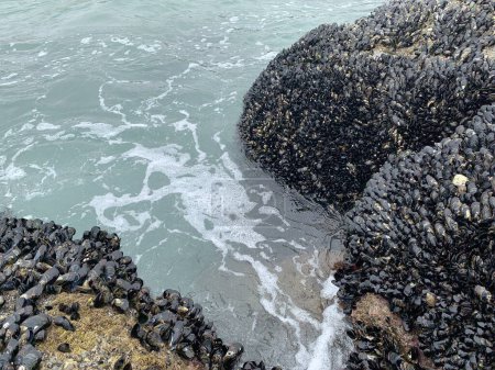 Colony of mussels (Mytilus) on the rocks of the California coast.