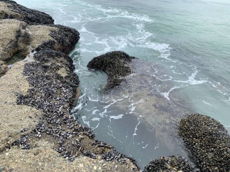 Colonia de mejillones (Mytilus) en las rocas de la costa de California.