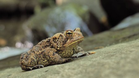 Big toad, probably American Toad (Anaxyrus americanus) hunts near a forest stream.