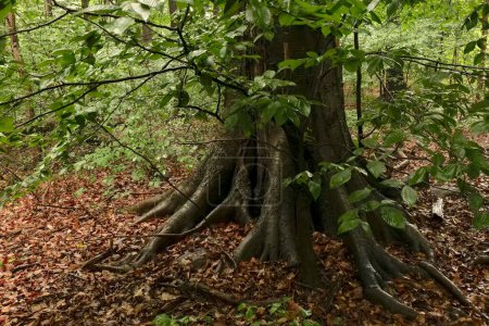 Árbol gigante con grandes raíces durante la lluvia en el bosque de verano.