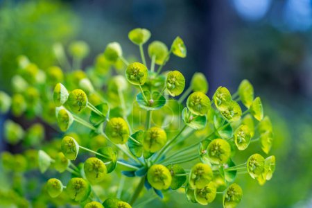 Téléchargez les photos : Gros plan d'une Euphorbia esula d'Europe occidentale verte avec de nombreuses tiges et fleurs et un arrière-plan flou. - en image libre de droit