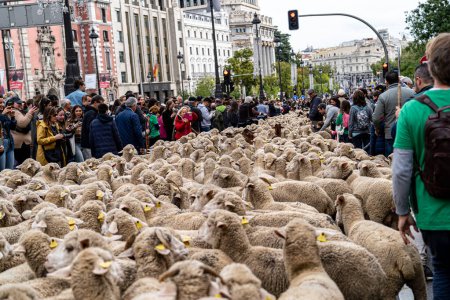 Photo for October 22, 2023. Madrid, Spain. Hundreds of sheep, goats and shepherds walk through the center of the city of Madrid in the national festival of transhumance. - Royalty Free Image