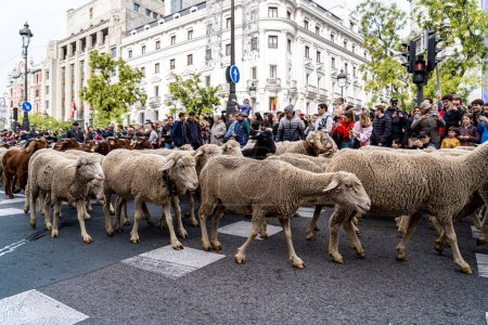 Photo for October 22, 2023. Madrid, Spain. Hundreds of sheep, goats and shepherds walk through the center of the city of Madrid in the national festival of transhumance. - Royalty Free Image
