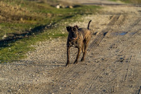 Horizontal photo of a brown and black dog of the villain breed walking towards the camera on a path in the countryside.