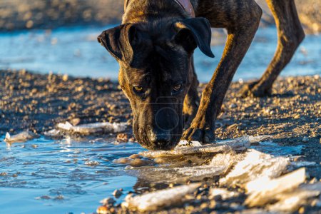 Photo horizontale d'un chien brun et noir de la race méchante buvant de l'eau d'une flaque sur une route de campagne.