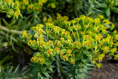 Vibrant close-up image of Euphorbia rigida, its upright stems and pointed leaves stand out in shades of green. A display of natural elegance.