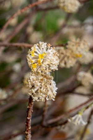 Macro shot mettant en valeur les fleurs blanches exquises d'Edgeworthia chrysantha aux pointes jaunes. Un spectacle fascinant de la beauté délicate de la nature.