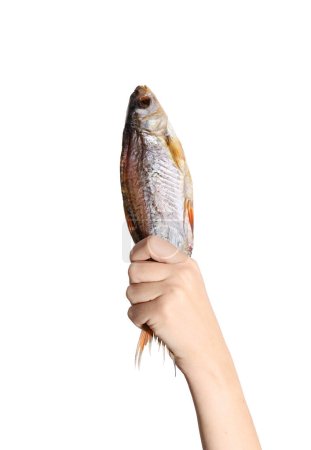 Trockener Trockenfisch Widder, Rotaugen, Brassen, Plattfische werden von weiblicher Hand auf weißem Hintergrund isoliert gehalten. Biersnack.