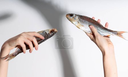 Trockener Trockenfisch Taranka, Widder, Rotauge, Brasse, Plattfisch werden von weiblichen Händen auf weißem Hintergrund gehalten. Biersnack.