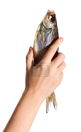 Photo for Dried dry fish ram, roach, bream, flatfish are held by female hand on a white background isolated. Beer snack. - Royalty Free Image