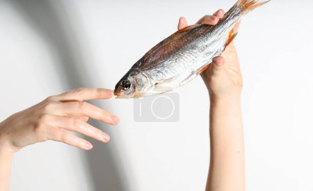 Dried dry fish taranka, ram, roach, bream, flatfish are held by female hands on a white background. Beer snack.