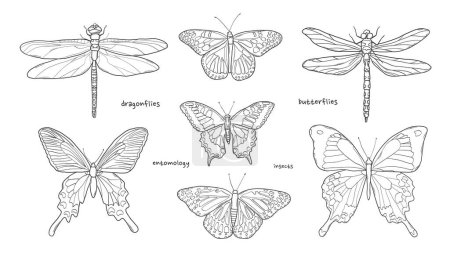 Foto de Conjunto de libélulas y mariposas dibujadas a mano para pegatinas, impresiones, tarjetas, página para colorear, scrapbooking, etc. EPS 10 - Imagen libre de derechos