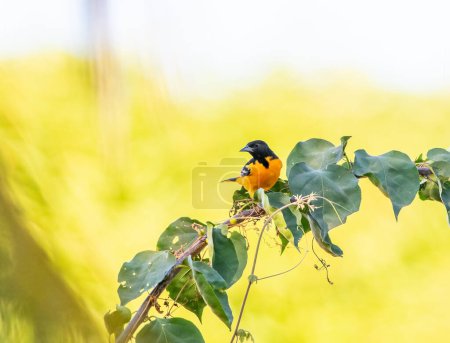 Photo for Baltimore Oriole perched on a tree in El Salvador - Royalty Free Image