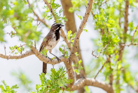 Foto de Gorrión de garganta negra posado en una rama en Arizona - Imagen libre de derechos