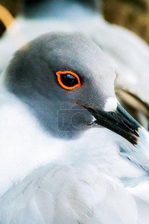Foto de Golondrina cola gaviota mostrando su maquillaje de ojos en Galápagos - Imagen libre de derechos
