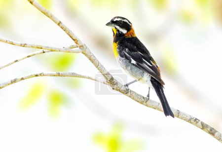Photo for Western spindalis perched on a tree in the Bahamas - Royalty Free Image